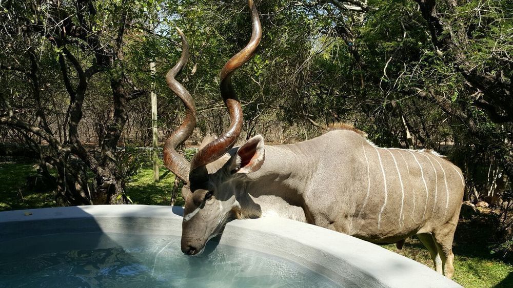 De Bruine Huis Marloth Park Exteriör bild