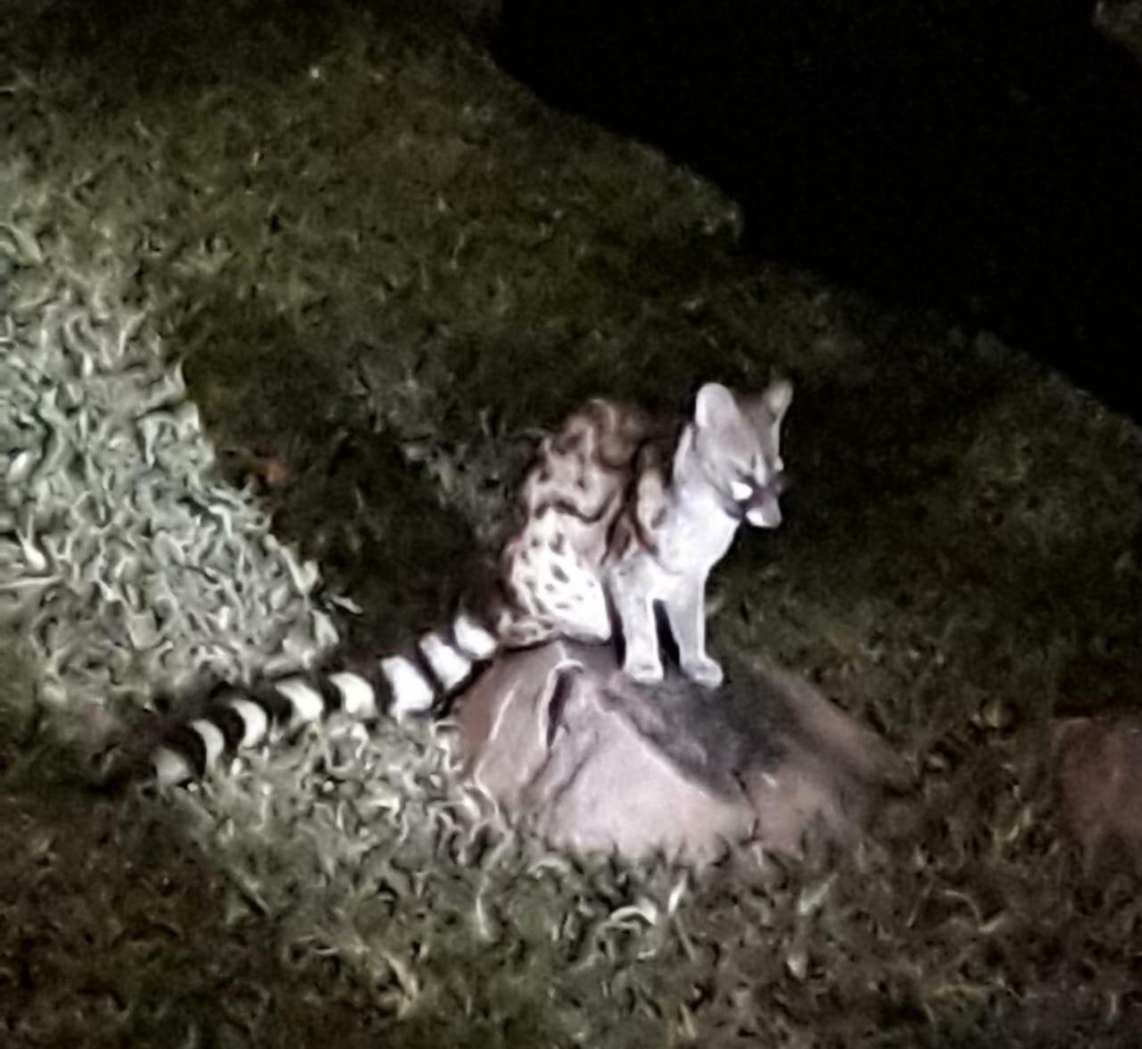 De Bruine Huis Marloth Park Exteriör bild
